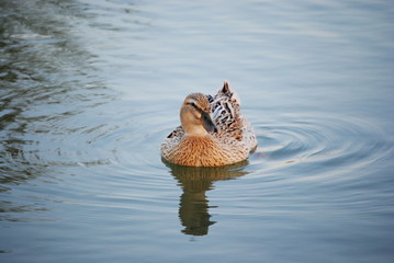 Canard