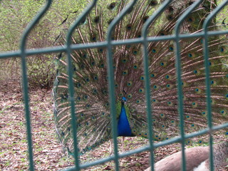 peacock