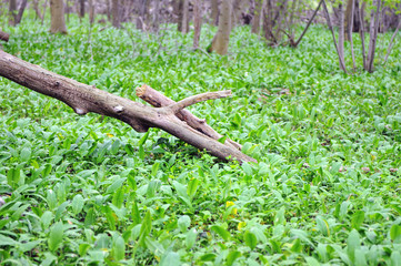 forest with wild garlic ramson plants.