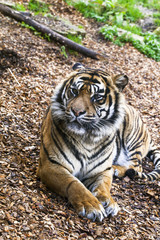 Relaxing tiger