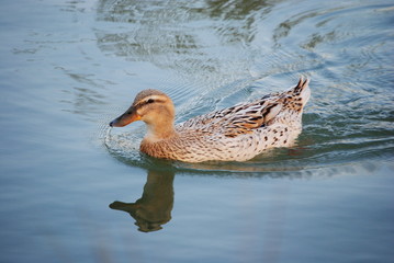 Canard