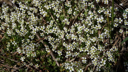 small white flowers in spring, cerastium arvense