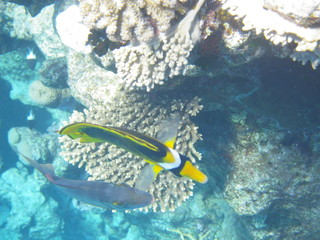 barriera corallina e pesci © paolo