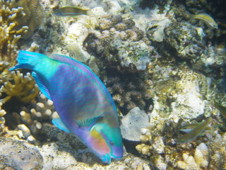 pesce pappagallo © paolo