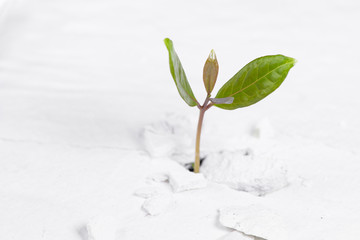 Small tree plant grow on cracked street , new life growth ecology development business financial concept