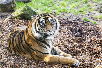 Relaxing tiger