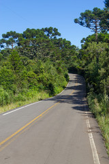 Fototapeta na wymiar Road and Araucaria angustifolia Forest