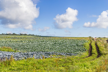 Cabbage plantation