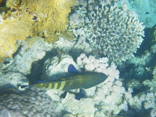 barriera corallina e pesci © paolo