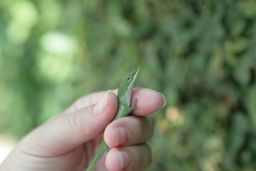 Hand holding a green anole lizard