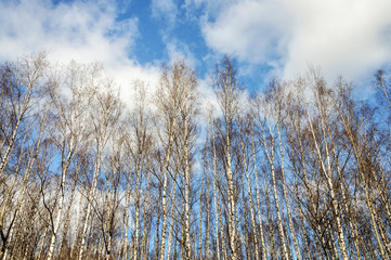 Bare birch trunks in spring time