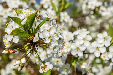 white flowers cherry background