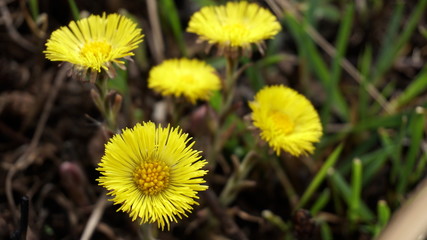 yellow spring flowers coltsfoot (tussilago farfara) on dry leaves and grass background focus