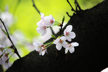 Romantic cherry blossom