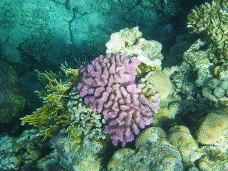 barriera corallina © paolo
