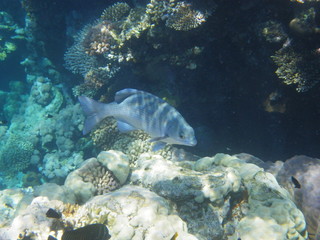 barriera corallina e pesci © paolo