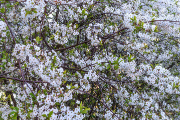 white flowers cherry background
