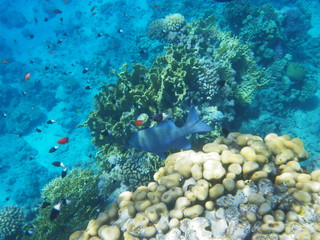 barriera corallina e pesci © paolo