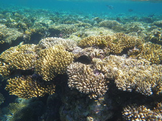 Plakat barriera corallina e pesci