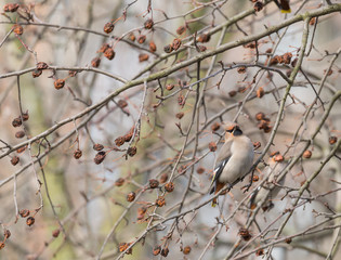 Bohemian Waxwing