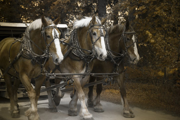 Obraz premium Three Work Horses - Mackinac Island, MI