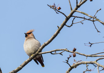 Obraz premium Bohemian Waxwing