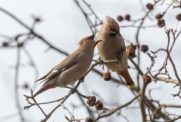 Bohemian Waxwing