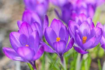 Beautiful purple crocuses flowers close-up. Early spring close-up flowers with bright sunlight.