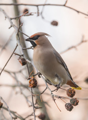 Bohemian Waxwing