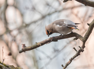Bohemian Waxwing