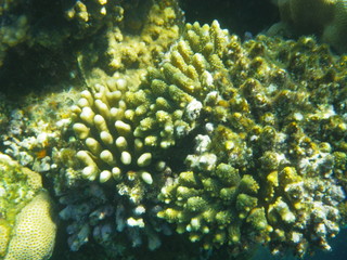 barriera corallina e pesci