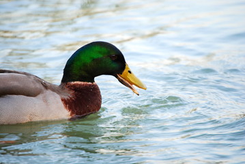 Obraz premium Canard