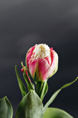 Tulip 'Ice Cream' As a result of selection flowers