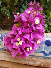 bourgainvillea Dolde