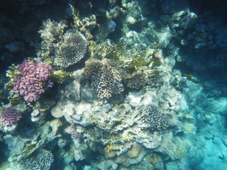 barriera corallina e pesci © paolo