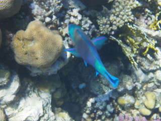 pesce pappagallo © paolo