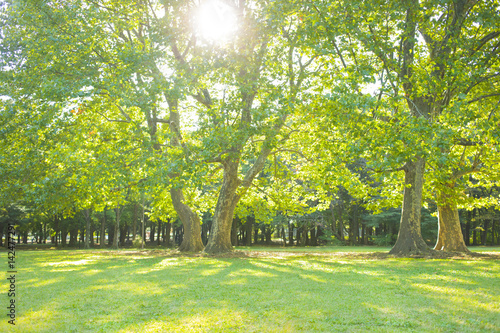 公園 木漏れ日 Amrowebdesigners Com