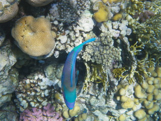 pesce pappagallo © paolo