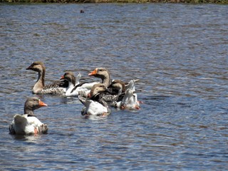 Fototapeta premium Patos nadando no rio.