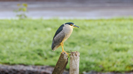 Night Heron over a broken bar of concrete