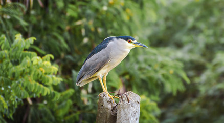 Night Heron over a broken bar of concrete