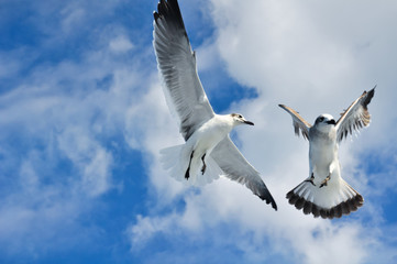 Cuban seagulls in the sky