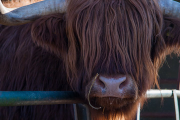 Schottisches Hochland Rind Highland Cattle 