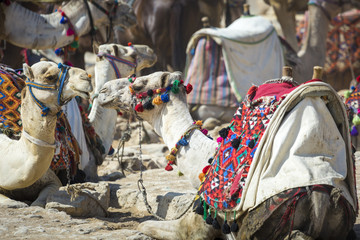 Bedouin camels rest near the Pyramids, Cairo, Egypt