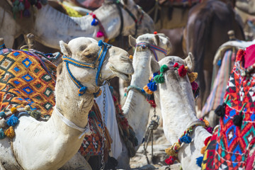 Bedouin camels rest near the Pyramids, Cairo, Egypt