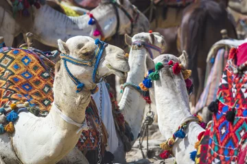 Crédence de cuisine en verre imprimé Chameau Bedouin camels rest near the Pyramids, Cairo, Egypt