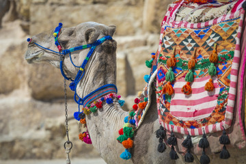Bedouin camels rest near the Pyramids, Cairo, Egypt