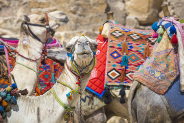 Naklejka premium Bedouin camels rest near the Pyramids, Cairo, Egypt