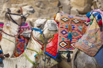 Photo sur Plexiglas Chameau Les chameaux bédouins se reposent près des pyramides, Le Caire, Egypte
