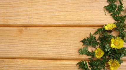 yellow spring flowers coltsfoot (Tussilago stepmother) on wooden background
